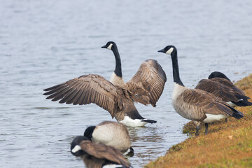 One Canada goose with spread wings standing among other Canada geese on the lake shore