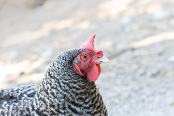 Barred Plymouth Rock Chicken,  good farm life egg layer.