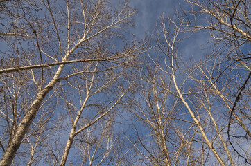Fototapeta na wymiar Bare Trees against a Cloudy Sky