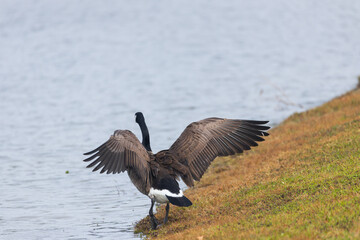 Canada goose with flapping wings
