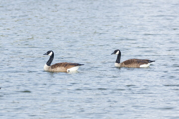 Two Canada Geese swimming in a lake