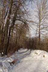 A Hiking Trail in Winter