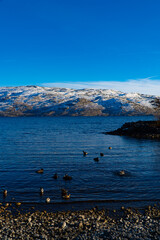 Lake and snowy mountains with raft of ducks in foreground and blue sky