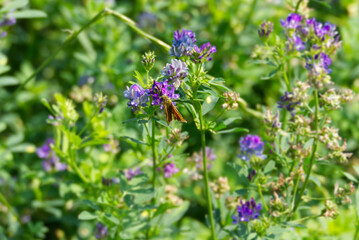Large skipper (Ochlodes sylvanus) perched on purple flower in Zurich, Switzerland