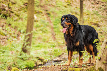 male dog hovawart gold and black waiting on the forest path for his owner