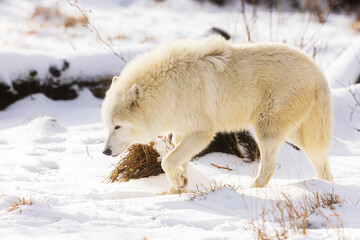 male Arctic wolf (Canis lupus arctos) walking through a winter landscape full of snow