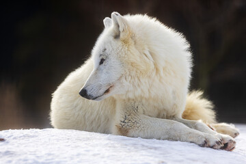 male Arctic wolf (Canis lupus arctos) lying on the snow and looking behind him