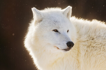 male Arctic wolf (Canis lupus arctos) portrait lit from behind by the sun with falling snow © michal