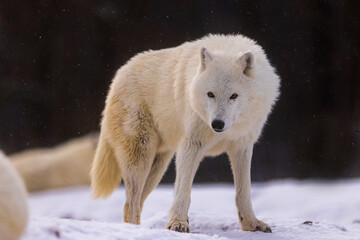 male Arctic wolf (Canis lupus arctos) he's got a wary face, snow is falling all around