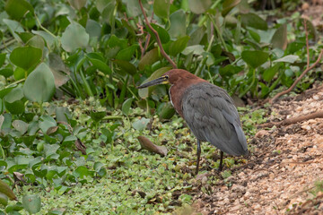 O socó-boi, Tigrisoma lineatum,  é uma ave aquática da família ardeidae bastante comum no Pantanal brasileiro. 
