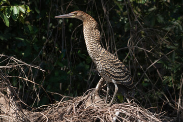 O socó-boi, Tigrisoma lineatum,  é uma ave aquática da família ardeidae bastante comum no Pantanal brasileiro. 