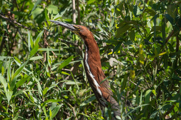 O socó-boi, Tigrisoma lineatum,  é uma ave aquática da família ardeidae bastante comum no...