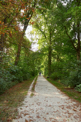 a man walks in the shade along a path under the trees of the English garden park in Munich