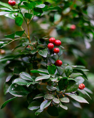 red berries on a branch