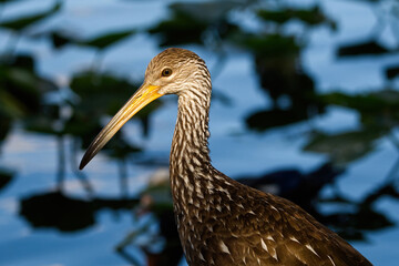 Portrait of a Limpkin standing in front of a pond. Captured in Fort Lauderdale, FL.