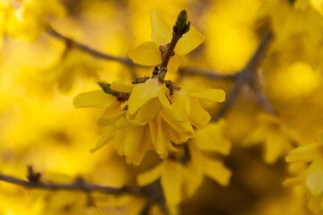 Blooming bright yellow forsythia branch