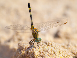 Yellow dragonfly in the sand of a Goan beach - Powered by Adobe
