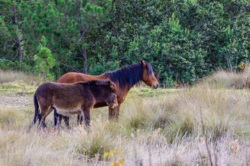 horse and foal