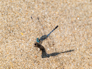 Blue dragonfly in the sand of a Goan beach