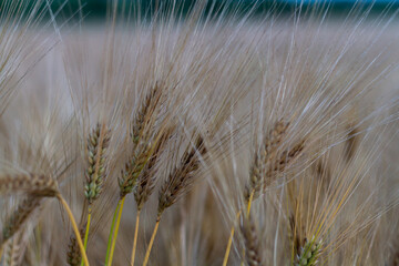 Closeup of rye gleanings at summer sunset