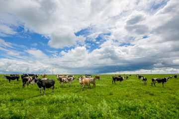 Cows graze in a green field. Farm animals. Domestic horned animals graze in herds in the heat.