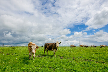 Cows graze in a green field. Farm animals. Domestic horned animals graze in herds in the heat.