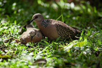 Two spotted Doves stay on grass in shadow