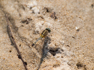 Dragonfly closeup in the beach