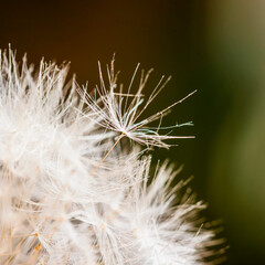 White dandelion on dark green background close-up, natural background