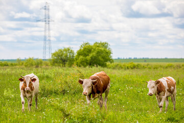 Obraz premium Cows graze in a green field. Farm animals. Domestic horned animals graze in herds in the heat.