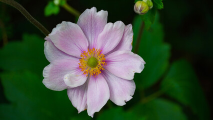 a pink Japanese anemone