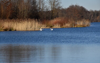 Baggersee in Freiburg-Opfingen an einem sonnigen Wintertag