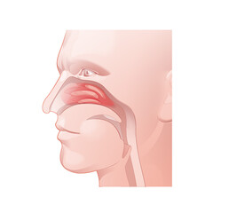 Line illustration of the nostrils of the respiratory system. Anatomical interior of the human head. ENT.