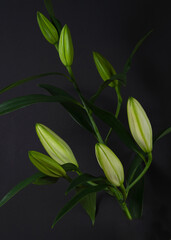 closed lily buds on a black background