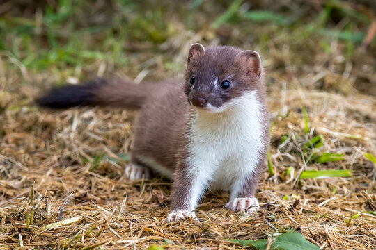 Young Stoat in the countryside