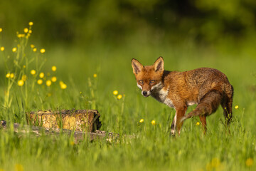 Fox in the sun amongst yellow flowers in the English countryside