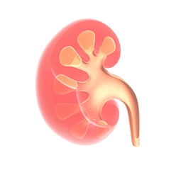 3d illustration of the human kidney anatomy. Showing the interior, the open urethra.
