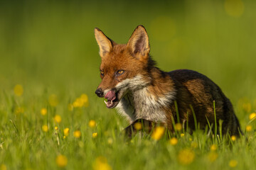 Fox in the sun amongst yellow flowers in the English countryside