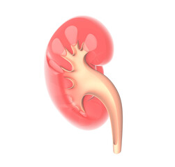 3d illustration of the human kidney anatomy. Showing the interior, the open urethra.