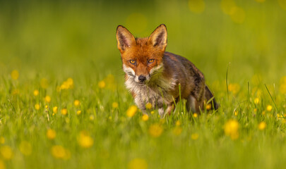 Fox in the sun amongst yellow flowers in the English countryside