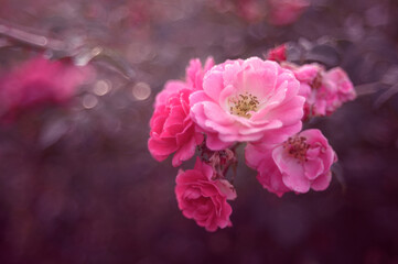 Róża ogrodowa w pięknym różowym kolorze i magicznym bokehu z obiektywu Helios Pecval 