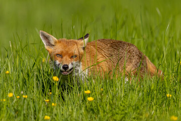 Fox in the sun amongst yellow flowers in the English countryside