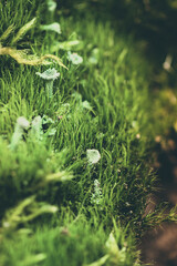 Zielony mech w lesie na którym rośnie grzybek. Zdjęcie macro mchu  grzyba rozsiewającego...