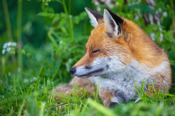 Naklejka na ściany i meble Sleeping fox in the British countryside