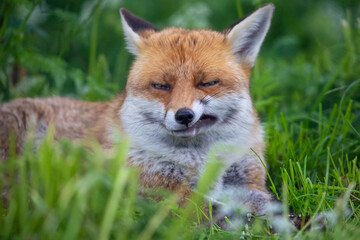 Naklejka na ściany i meble Grumpy fox in the English countryside