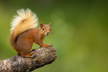 Rode eekhoorn op een logboek het kijken, Schotland