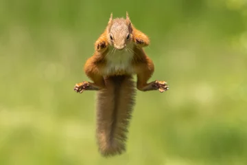 Papier Peint photo autocollant Écureuil Red squirrel jumping, leaping, Scotland