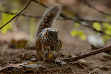 Naklejka na ściany i meble A pretty Indian palm squirrel or three-striped palm squirrel eating biscuits on land