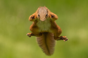 Red squirrel jumping, leaping, Scotland