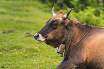 Close-up of a brown cow sitting resting on the green grass in the pasture in a meadow